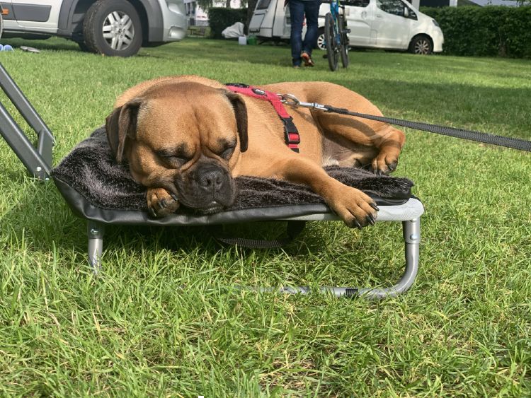 Fundament spille klaver Junction Ferie med hund ved Idrosøen | Sportcamping Rio Vantone